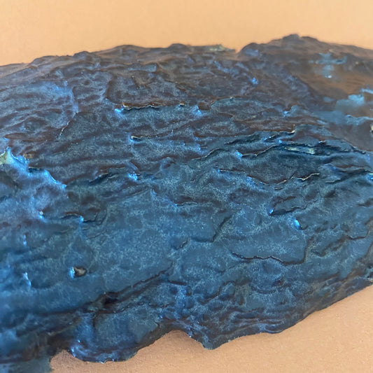 PINUS NIGRA plat de présentation.