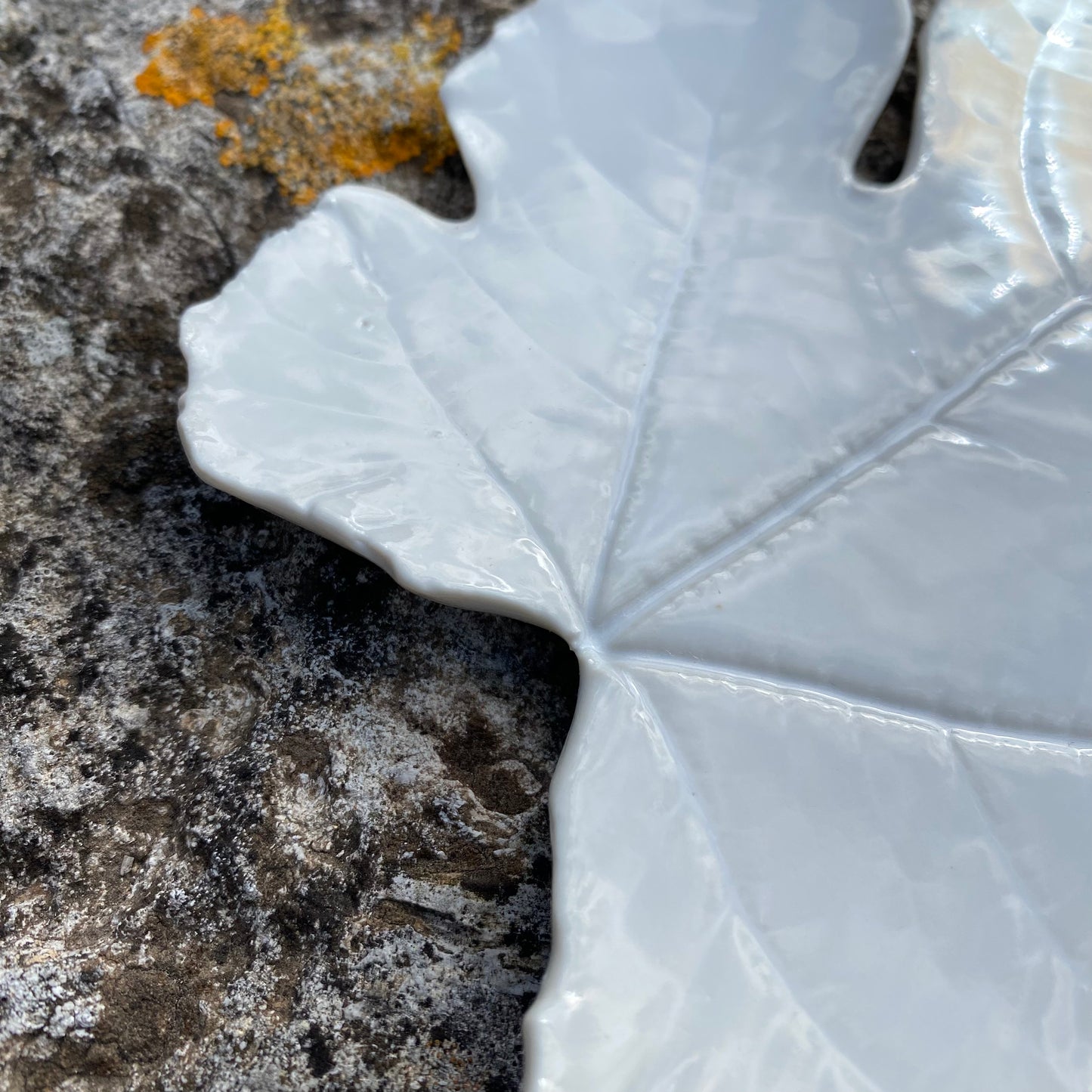 FEUILLE DE FIGUES